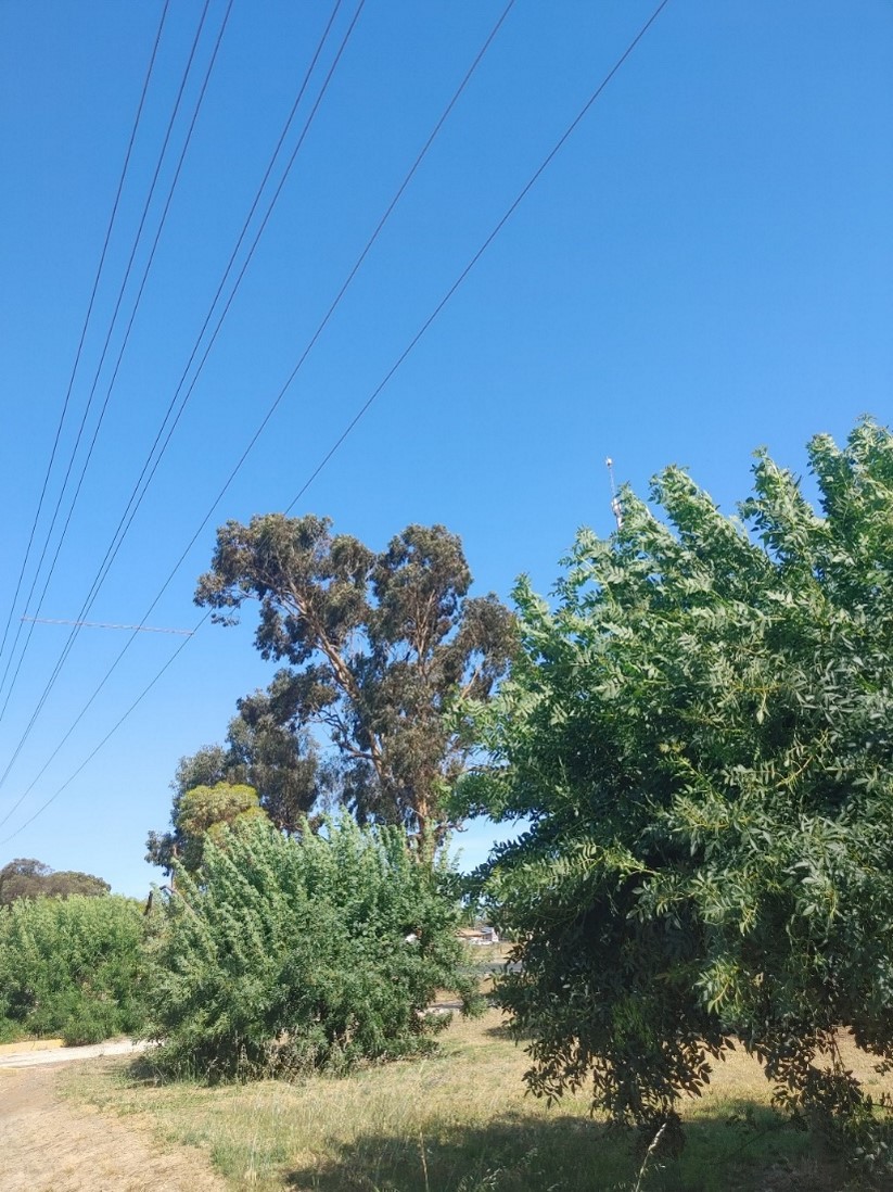 Photo of an Ash tree that is 0.2 meters inside the clearance zone.